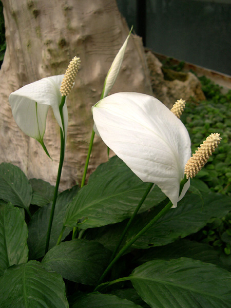 Spathiphyllum wallisii