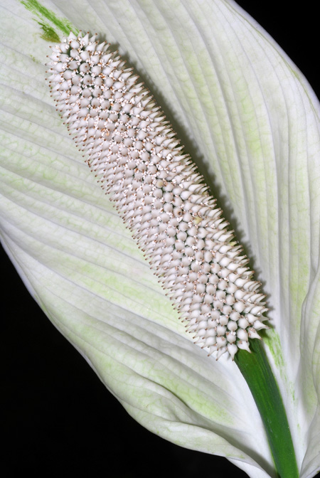 Spathiphyllum wendlandii