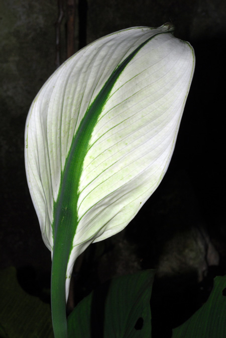 Spathiphyllum wendlandii