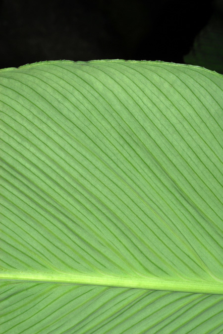 Spathiphyllum wendlandii