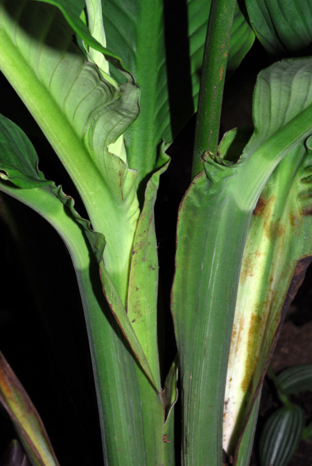 Spathiphyllum wendlandii