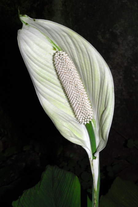 Spathiphyllum wendlandii