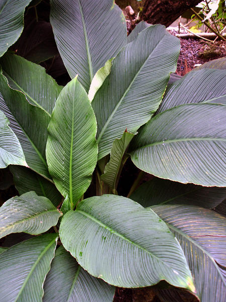 Spathiphyllum wendlandii