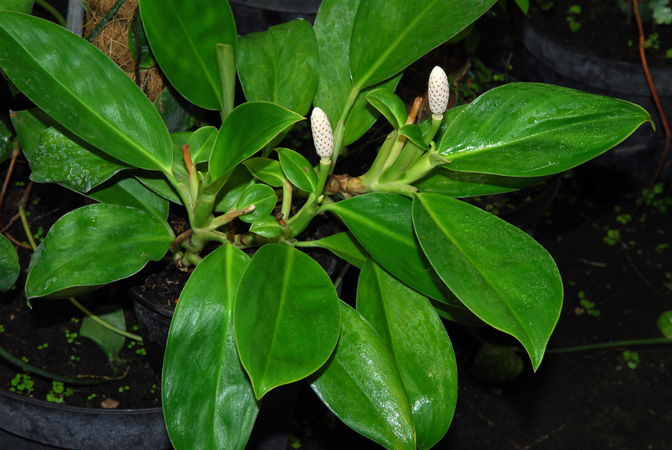 Stenospermation abercrombieanum