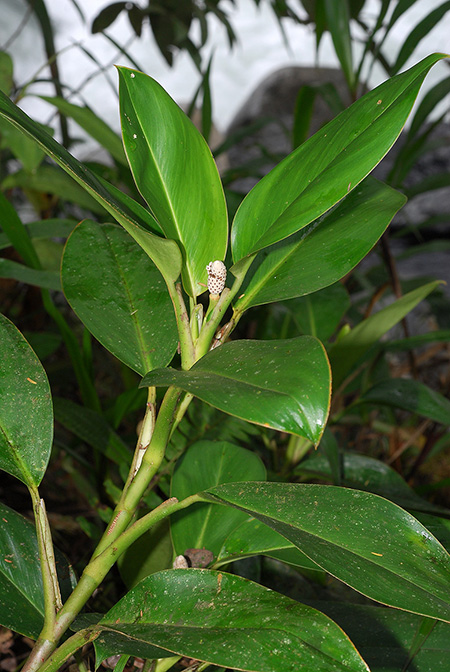 Stenospermation abercrombieanum