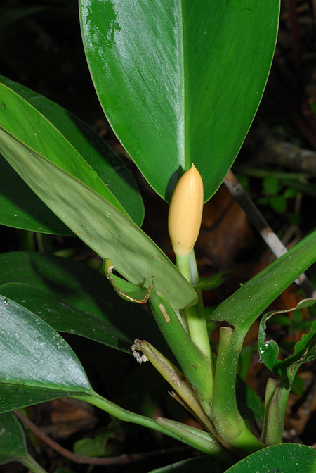 Stenospermation abercrombieanum