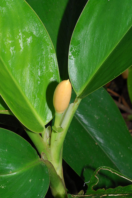 Stenospermation abercrombieanum