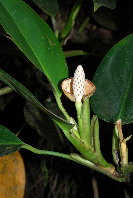 Stenospermation abercrombieanum
