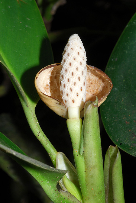 Stenospermation abercrombieanum
