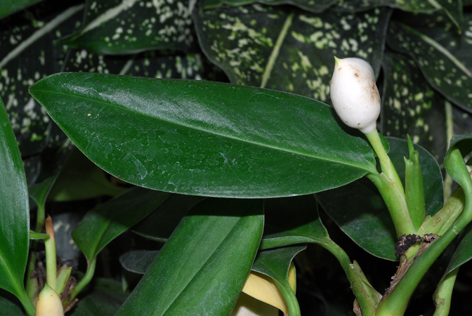 Stenospermation abercrombieanum