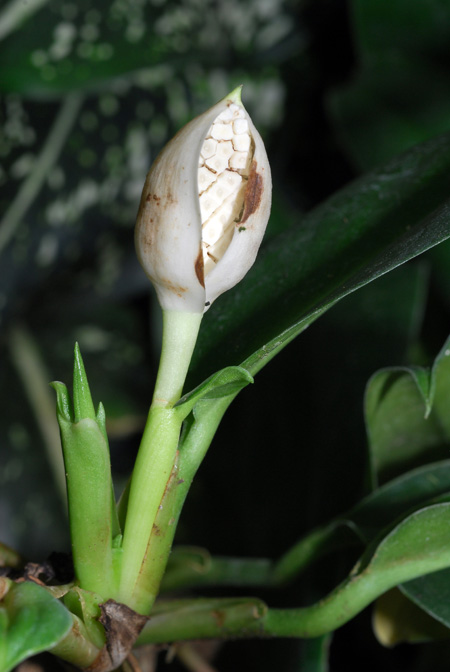 Stenospermation abercrombieanum