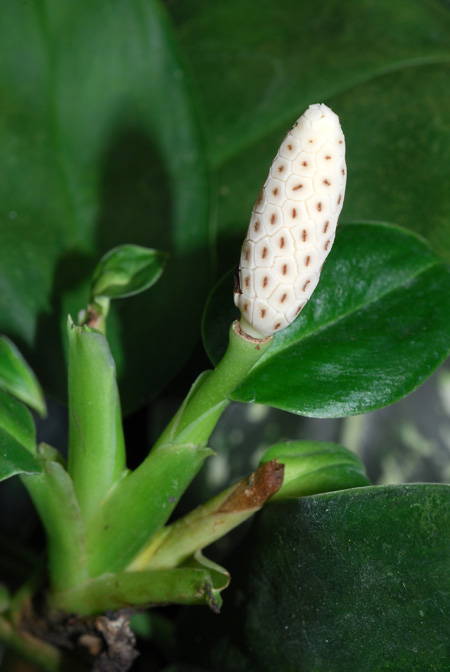 Stenospermation abercrombieanum