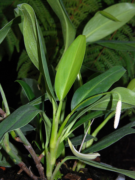 Stenospermation angustifolium