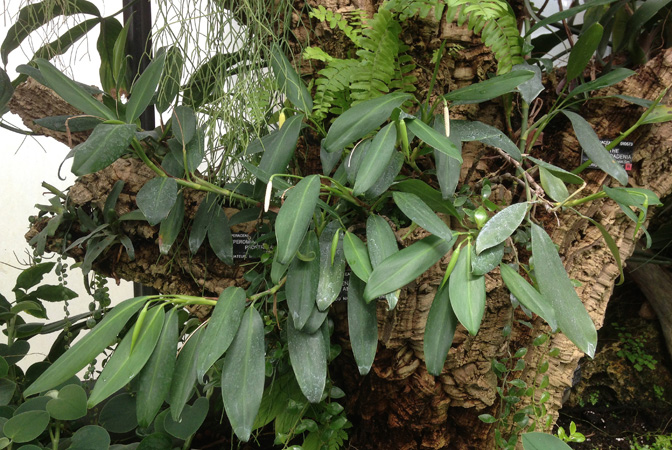 Stenospermation angustifolium