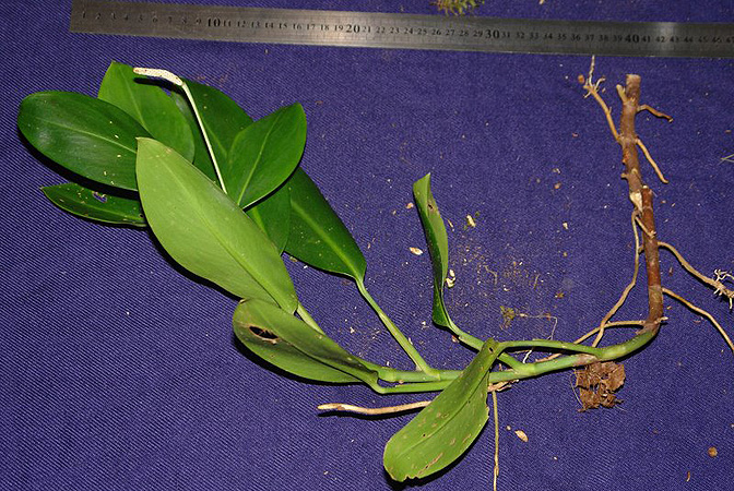 Stenospermation angustifolium