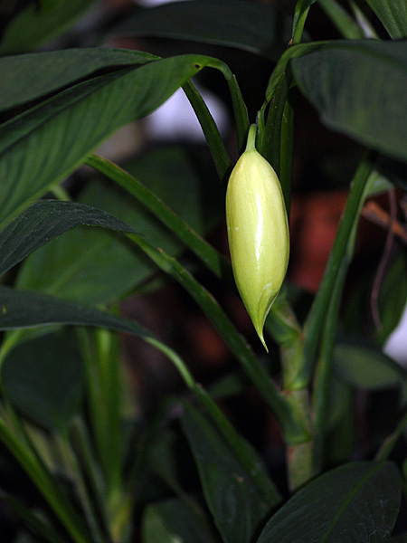 Stenospermation densiovulatum