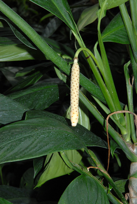 Stenospermation densiovulatum