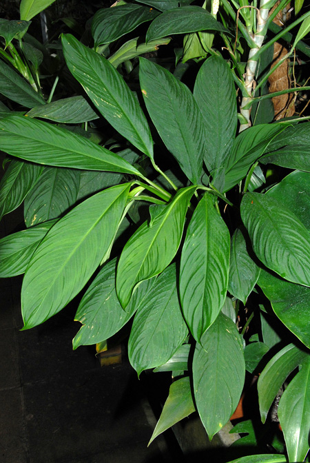 Stenospermation densiovulatum