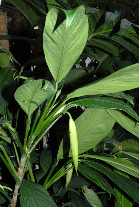 Stenospermation densiovulatum