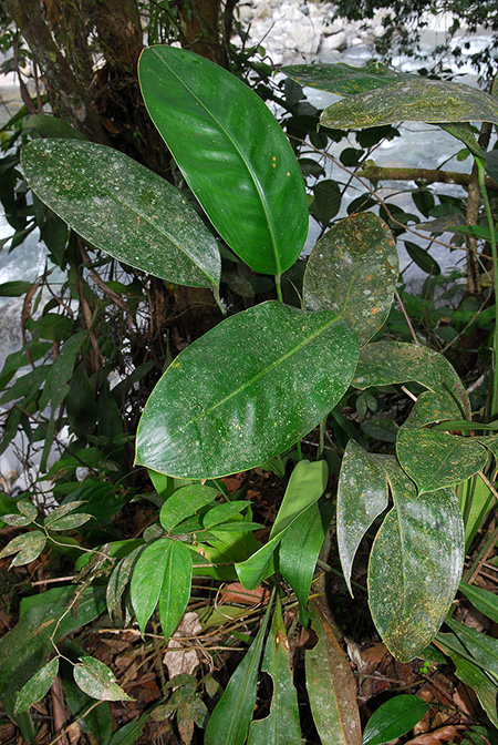 Stenospermation hilligii