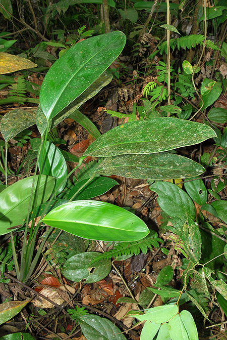 Stenospermation hilligii