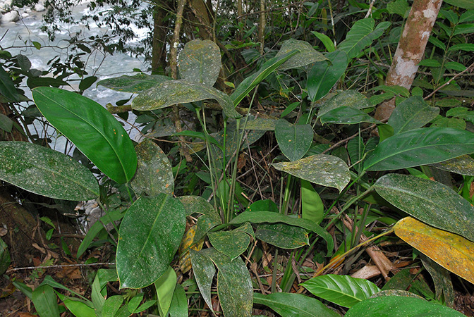 Stenospermation hilligii