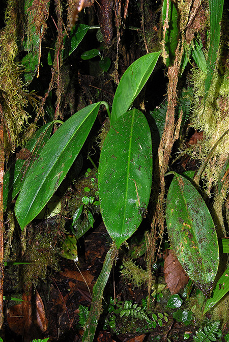 Stenospermation longifolium