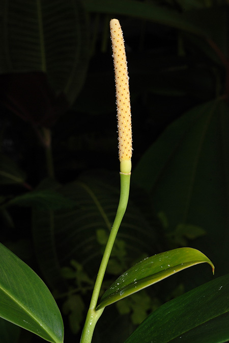 Stenospermation longipetiolatum