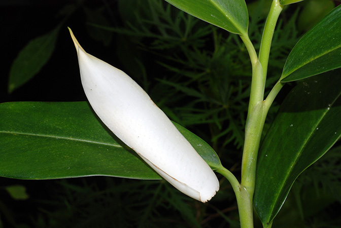 Stenospermation longipetiolatum