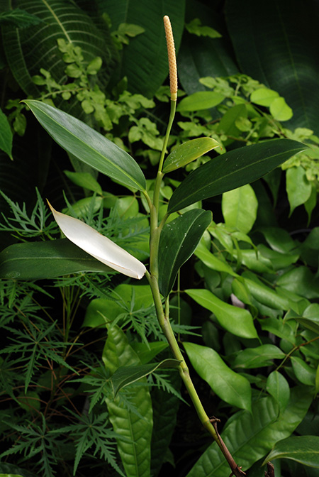Stenospermation longipetiolatum
