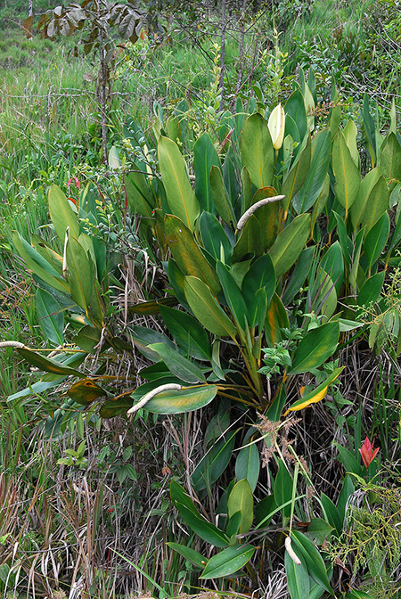 Stenospermation longispadix
