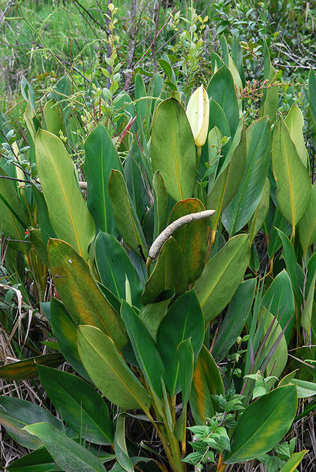 Stenospermation longispadix