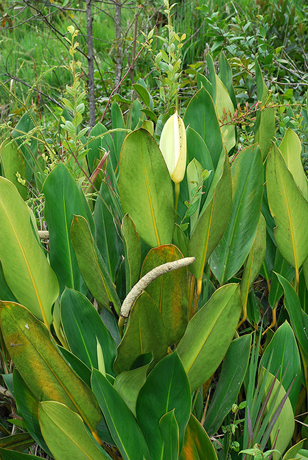 Stenospermation longispadix