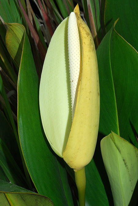 Stenospermation longispadix