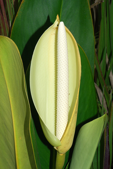 Stenospermation longispadix