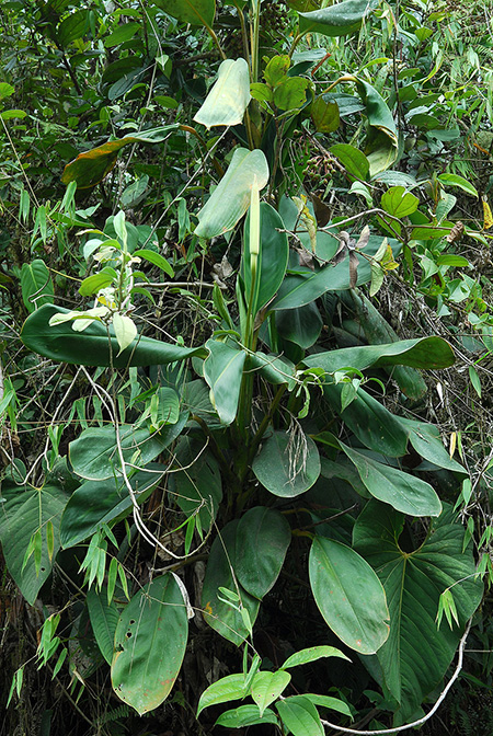 Stenospermation longispadix