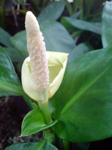 Stenospermation marantifolium