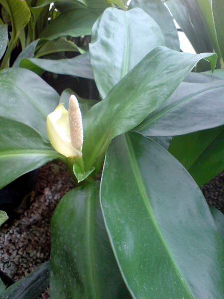 Stenospermation marantifolium