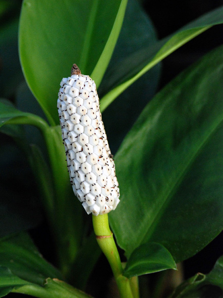 Stenospermation marantifolium