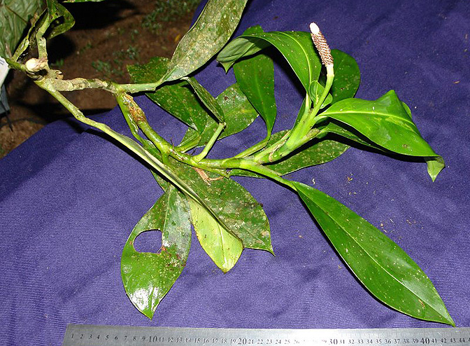 Stenospermation marantifolium
