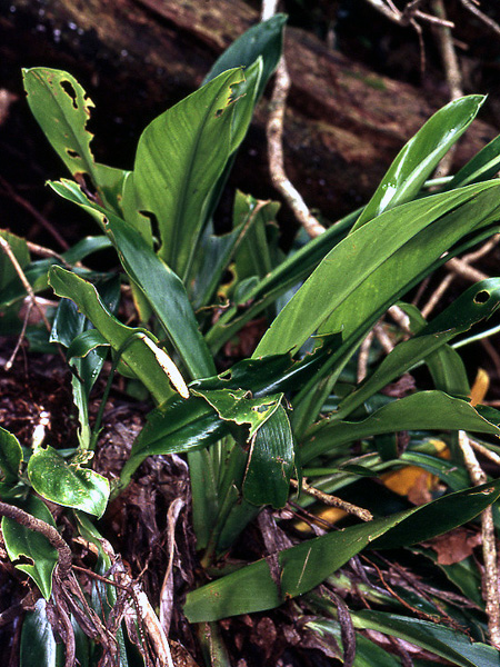 Stenospermation multiovulatum