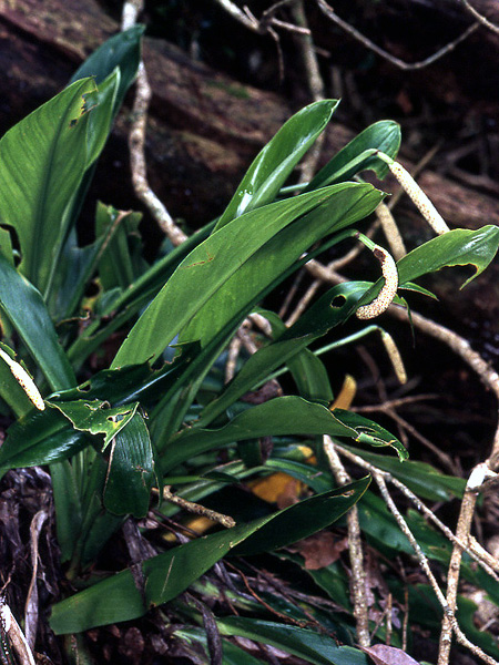 Stenospermation multiovulatum
