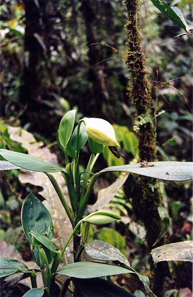 Stenospermation zeacarpium