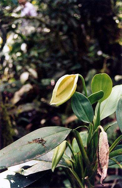 Stenospermation zeacarpium