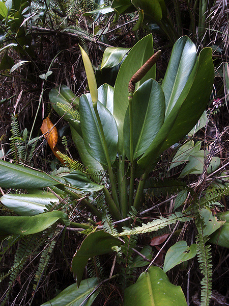 Stenospermation robustum