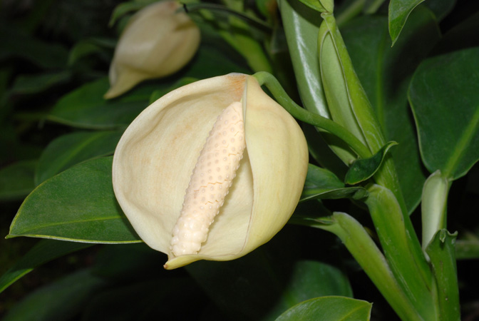 Stenospermation zeacarpium