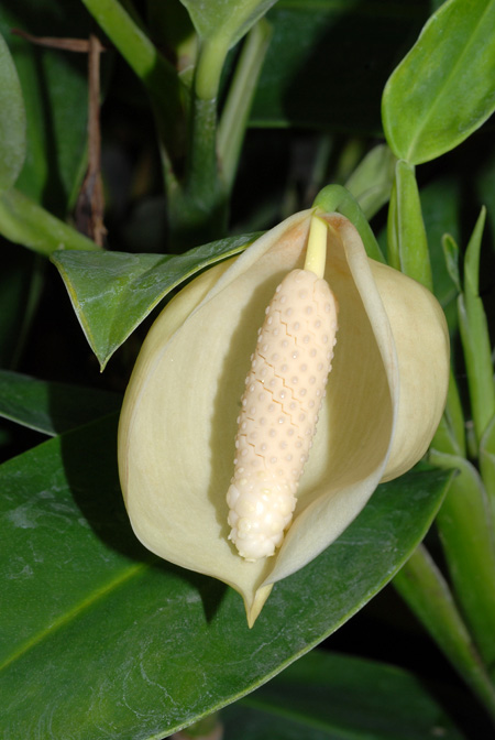 Stenospermation zeacarpium