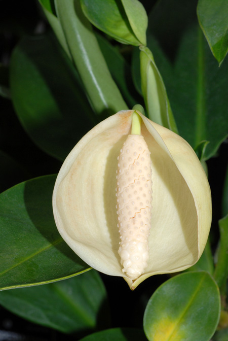Stenospermation zeacarpium