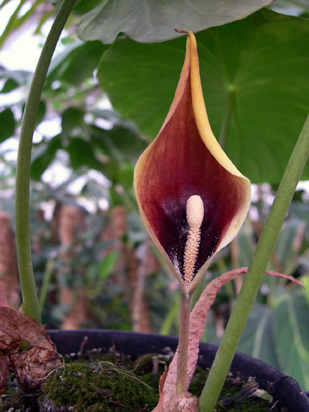 Steudnera colocasiifolia