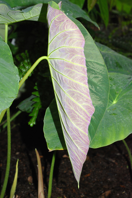 Steudnera colocasiifolia